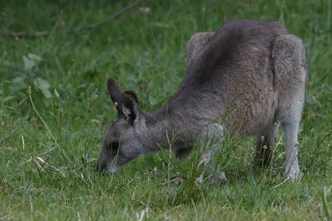 Eastern grey kangaroo. Stock Photos