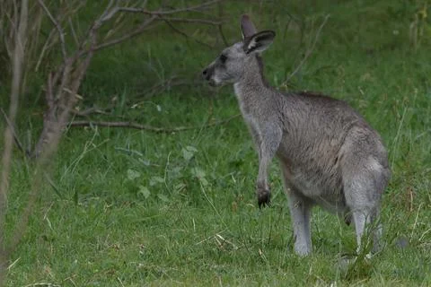 Eastern grey kangaroo. Stock Photos