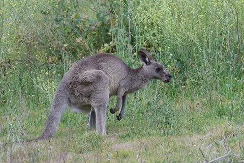 Eastern grey kangaroo. Stock Photos