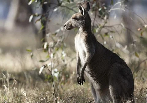 Eastern grey kangaroo. 库存照片