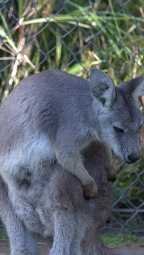 Eastern Grey Kangaroo Scratching Fur in Sancrox Australia Stock Footage 340381178