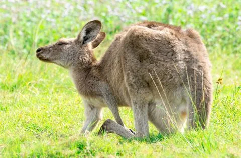 Eastern Grey Kangaroo scratching Stock Photos