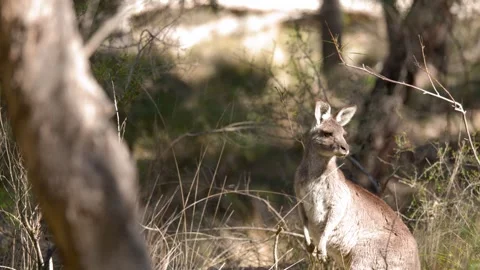 Eastern Grey Kangaroo Standing Alert in Australian Bushland Stock Footage 341315734