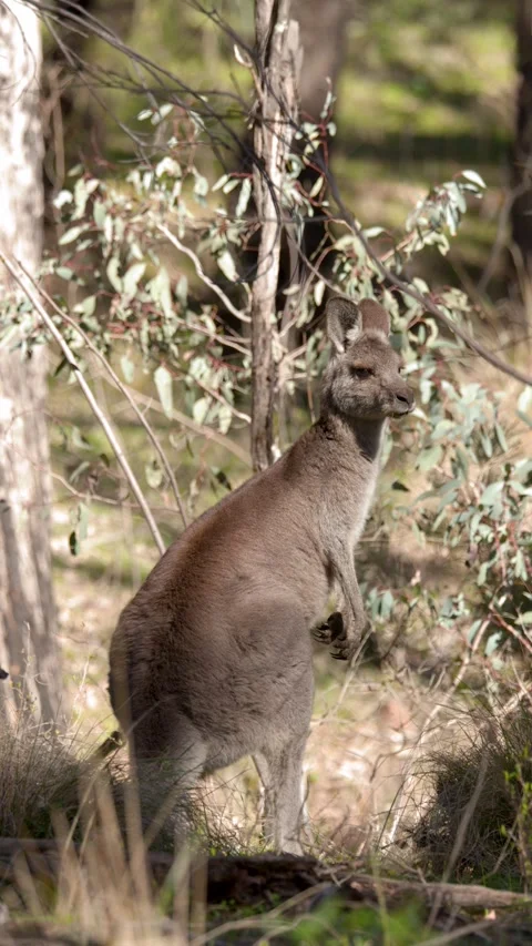 Eastern Grey Kangaroo Standing Alert in Australian Bushland Stock Footage 341456607