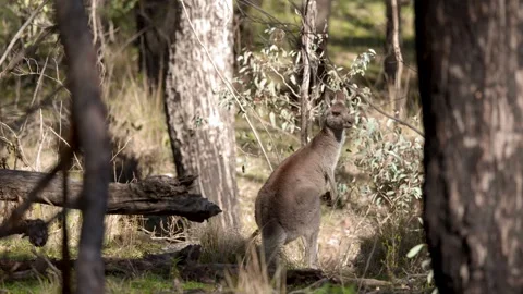 Eastern Grey Kangaroo Standing in Australian Bushland Forest Stock Footage 341069227