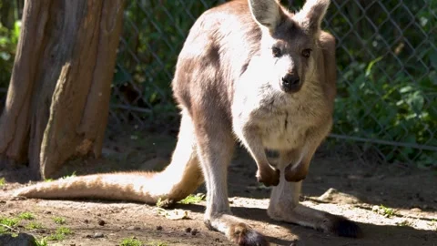Eastern Grey Kangaroo Standing in Sunny Outdoor Enclosure Видео 341648551