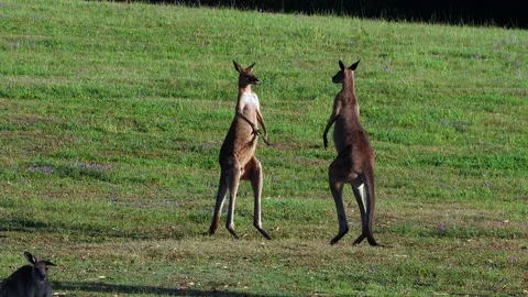 Eastern Grey Kangaroo, two subadults boxing, Stock Footage 147517755