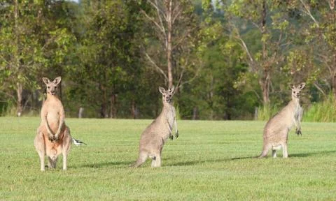 Eastern grey kangaroos Foto stock