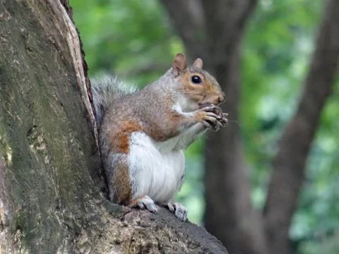Eastern grey squirrel in Central Park Stock Photos