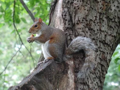 Eastern grey squirrel in Central Park Stock Photos