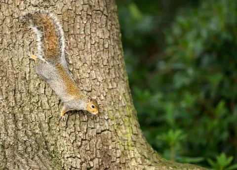 Eastern grey squirrel climbing on the tree trunk Stock Photos