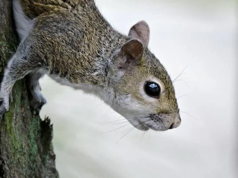 Eastern Grey Squirrel Coming Down Tree Trunk Stock Photos