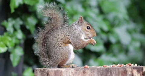 Eastern grey squirrel eating nut on a tree stump Stock Footage 331873554