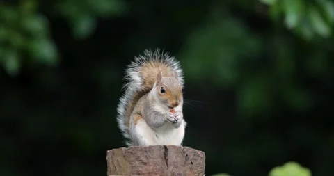 Eastern grey squirrel eating nut on a tree stump Stock Footage 331873560