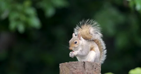 Eastern grey squirrel eating nut on a tree stump Stock Footage 332000921