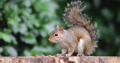 Eastern grey squirrel eating nut on a tree stump Stock Footage 332001114