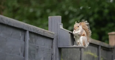 Eastern grey squirrel eating nuts and seeds from squirrel feeder in garden Stock Footage 331873431