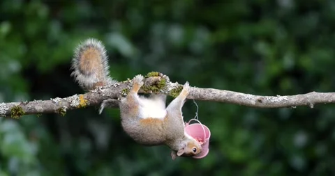 Eastern grey squirrel eating nuts from a small pink bucket on a tree branch Stock Footage 331873549