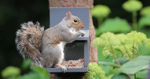 Eastern grey squirrel eating nuts and seeds from squirrel feeder in garden Stock Footage 331873593
