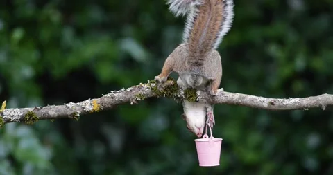Eastern grey squirrel eating nuts from a small pink bucket on a tree branch Stock Footage 332000920