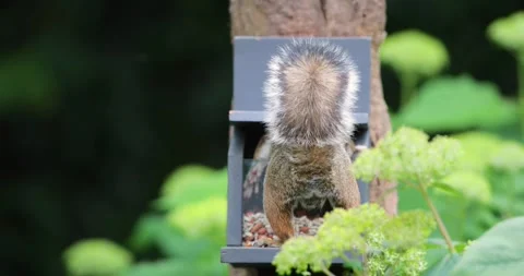 Eastern grey squirrel eating nuts and seeds from squirrel feeder in garden Stock Footage 332000947