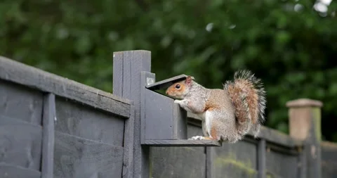 Eastern grey squirrel eating nuts and seeds from squirrel feeder in garden Stock Footage 332000952