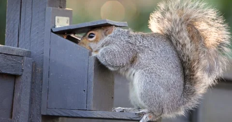 Eastern grey squirrel eating nuts and seeds from squirrel feeder in garden Stock Footage 333135963