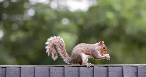 Eastern grey squirrel eating peanut on garden fence Stock Footage 333466585