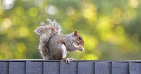 Eastern grey squirrel eating peanut on garden fence Stock Footage 333466618
