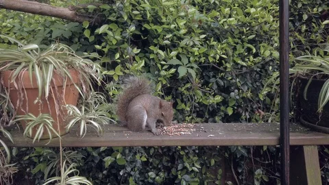 Eastern Grey Squirrel Eating Seeds Bird Food Stock Footage 127776178