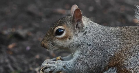 An Eastern Grey squirrel eats a peanut Stock Footage 128093383