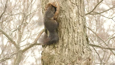 Eastern Grey Squirrel Gets Inside The Tree Hole During Snowfall In Winter. Stock Footage 205340436