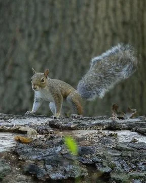 Eastern Grey Squirrel on Log in Forest Stock Photos