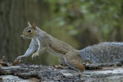 Eastern Grey Squirrel on Log in Forest Stock Photos