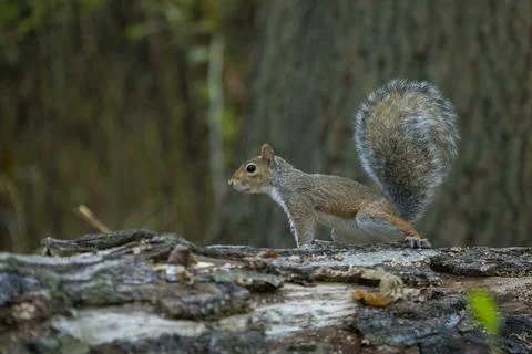 Eastern Grey Squirrel on Log in Forest Stock Photos