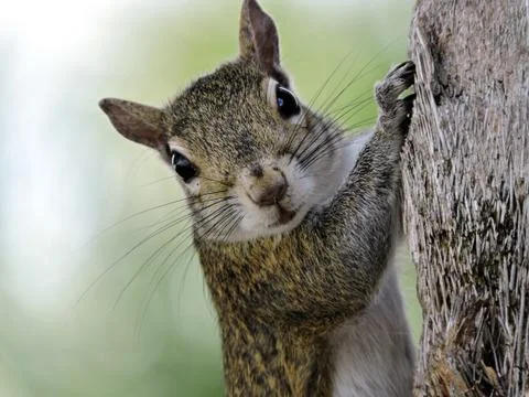 Eastern Grey Squirrel Making Direct Eye Contact Stock Photos