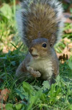 Eastern grey squirrel Stock-Fotos