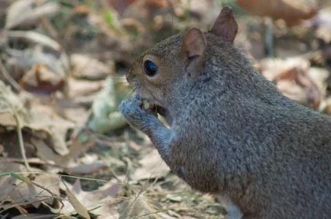 Eastern grey squirrel Stock Photos