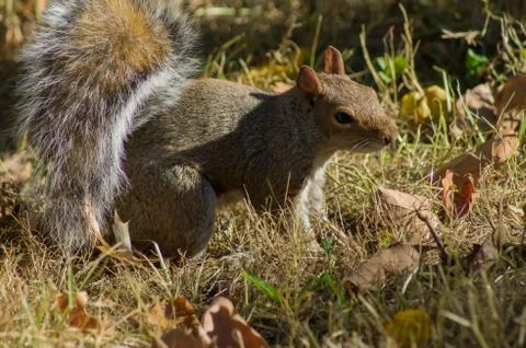 Eastern grey squirrel Stock Photos
