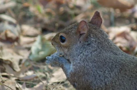 Eastern grey squirrel Stock Photos