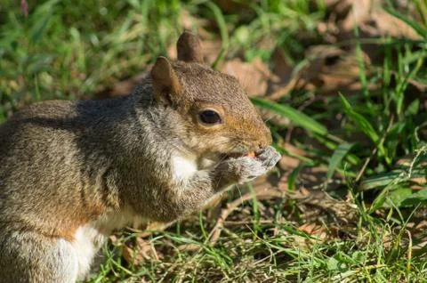 Eastern grey squirrel Stock Photos
