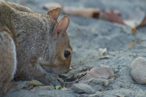Eastern grey squirrel Stock Photos