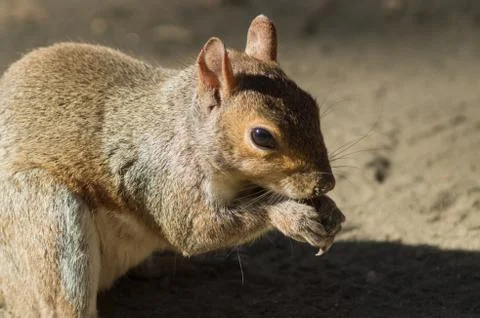 Eastern grey squirrel Stock Photos
