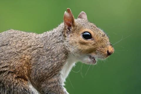 Eastern Grey Squirrel Stock Photos