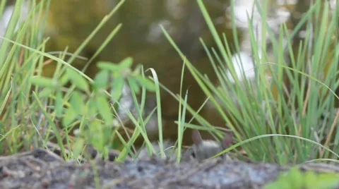 Eastern Grey Squirrel (Sciurus carolinensis) Stock Footage 878536