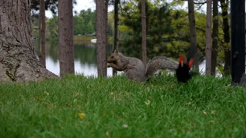 Eastern grey squirrel (Sciurus carolinensis) feeding on the ground by the lake. Video stock 73604154