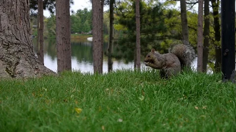 Eastern grey squirrel (Sciurus carolinensis) feeding on the ground by the lake. Stock-Footage 73604165