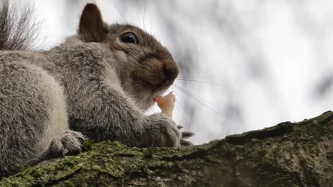 Eastern grey squirrel Sciurus carolinensis eating an apple core on a tree branch Stock Footage 262233410
