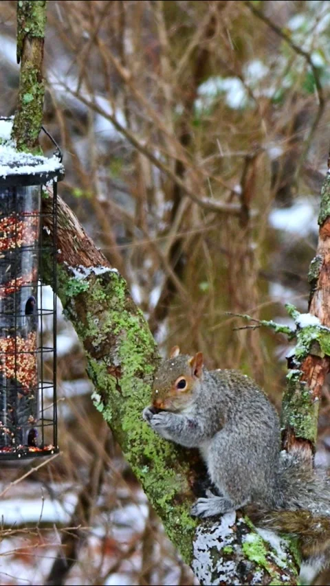 Eastern Grey Squirrel Sciurus carolinensis, hungry squirrel steals and eats.. Stock Footage 300459429