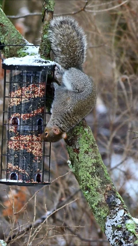 Eastern Grey Squirrel Sciurus carolinensis, hungry squirrel steals and eats.. Stock Footage 300460389